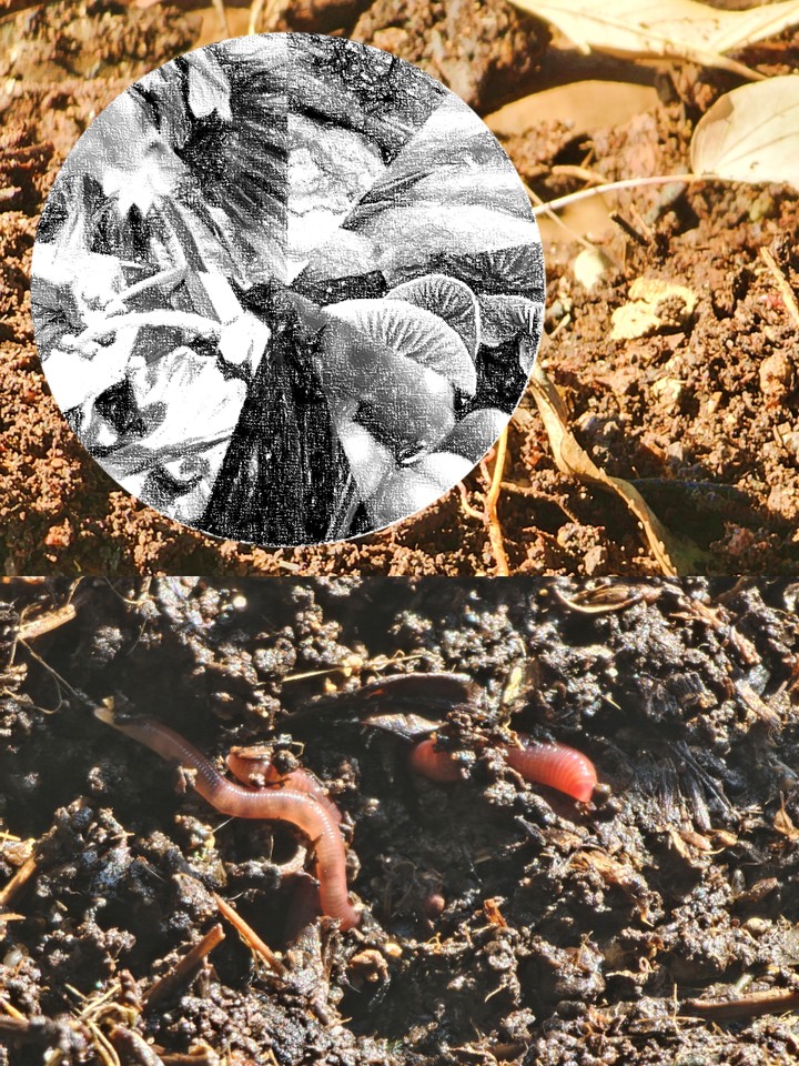 Pauline Borton Earth Worm